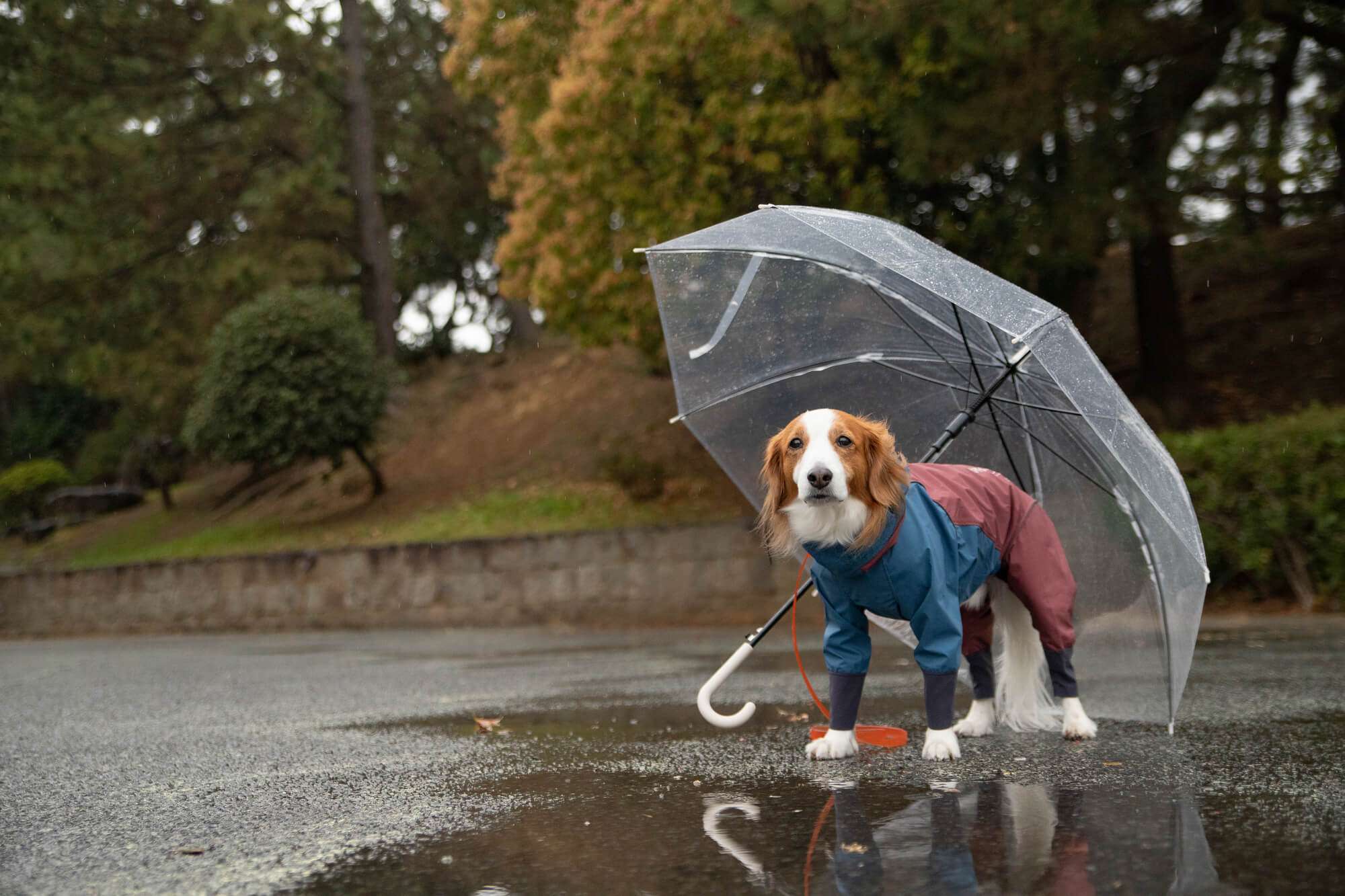 佐賀の室内ドッグラン特集！雨の日も遊べる施設8選